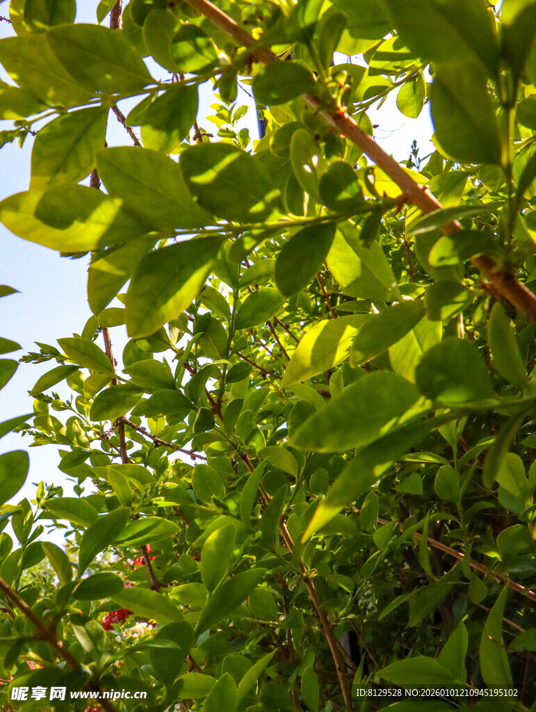 阳光下的翠绿繁茂枝叶