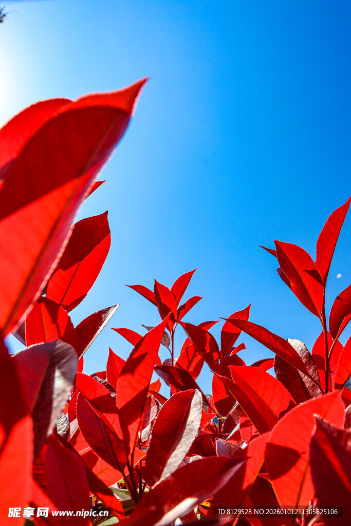 红叶片片映蓝天