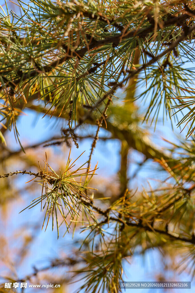 松树枝丫特写