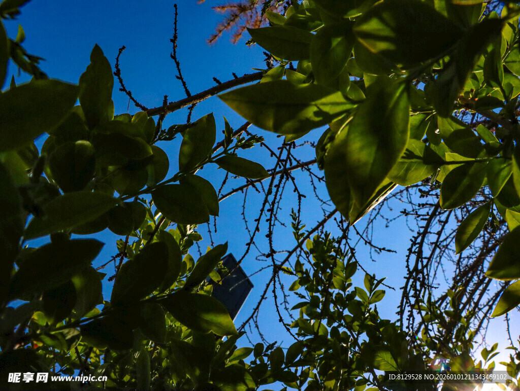 阳光下的繁茂枝叶