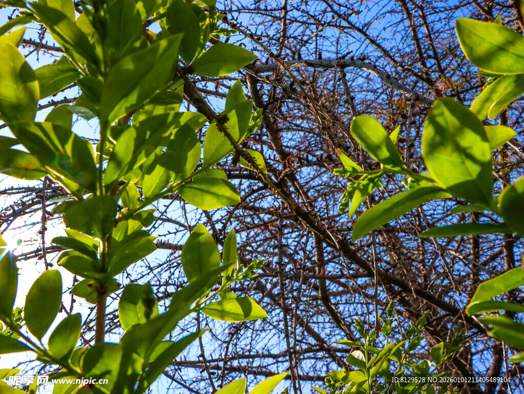 绿叶枯枝间的自然景致