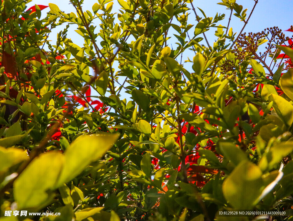 绿叶间的鲜红果实