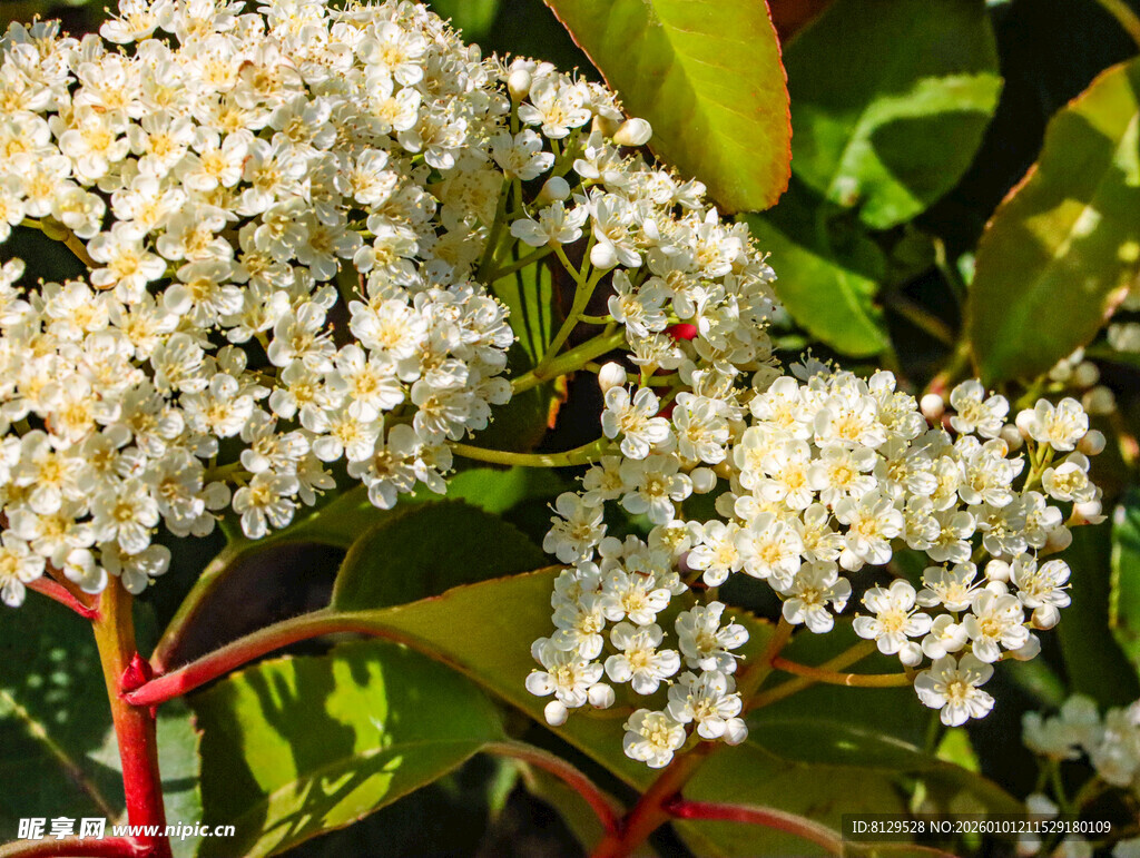 白色小花绽放绿叶间