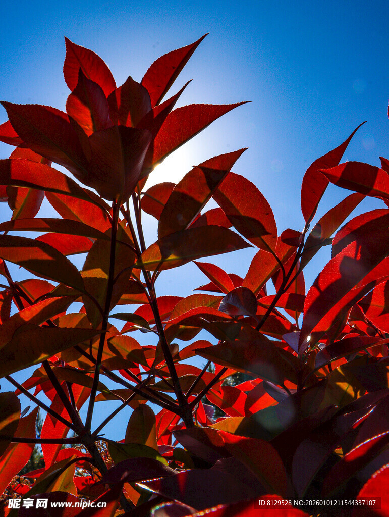 阳光下的红叶片片
