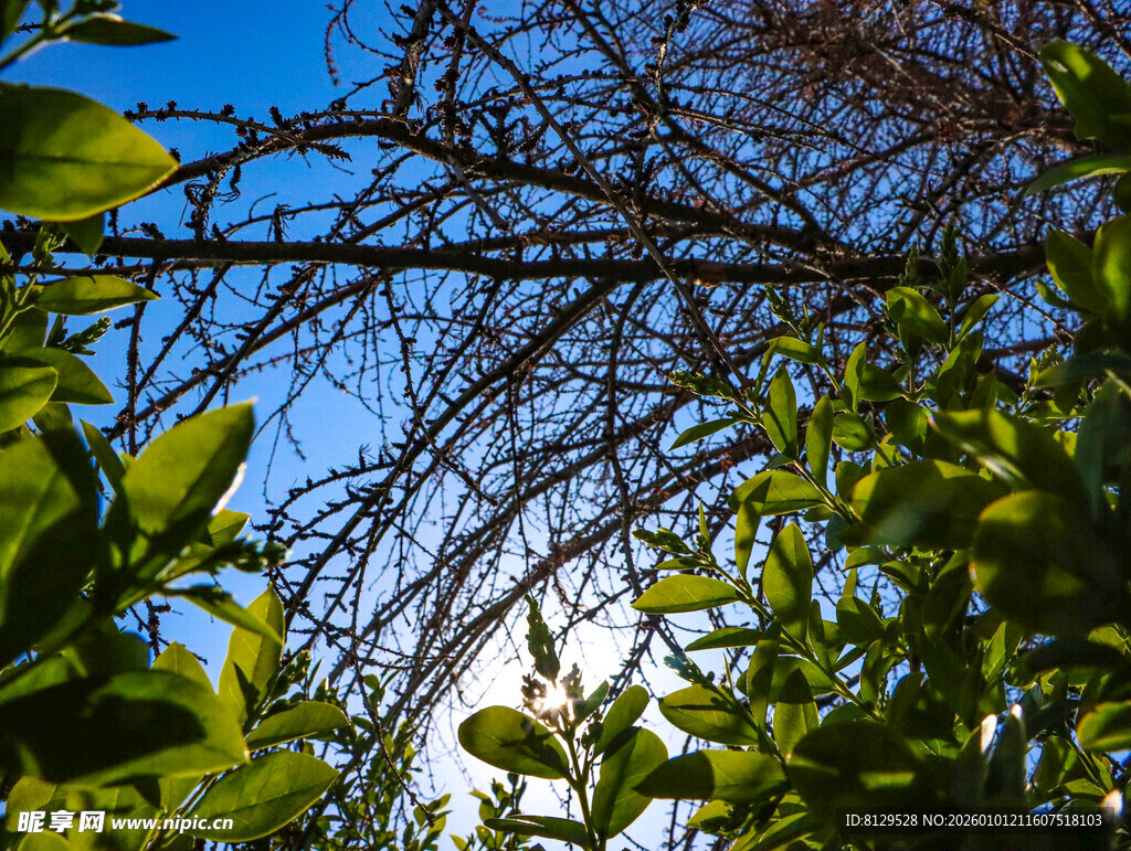 绿叶间的蓝天与交错枝桠