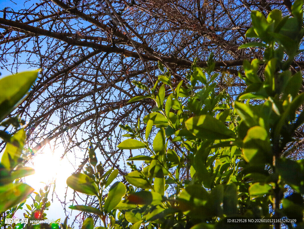 阳光透过枝叶洒下的美景