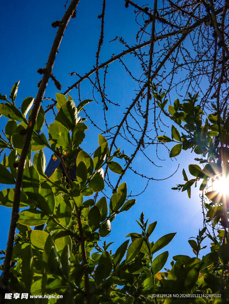 透过枝叶见蓝天阳光