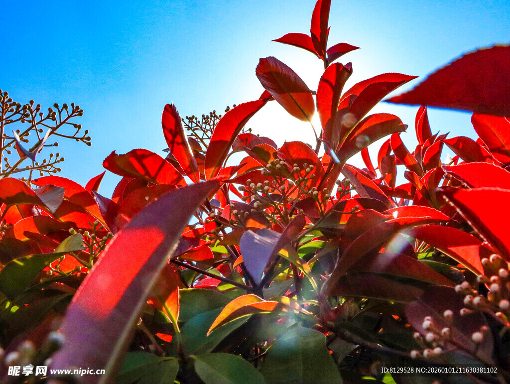 艳丽红叶植物特写