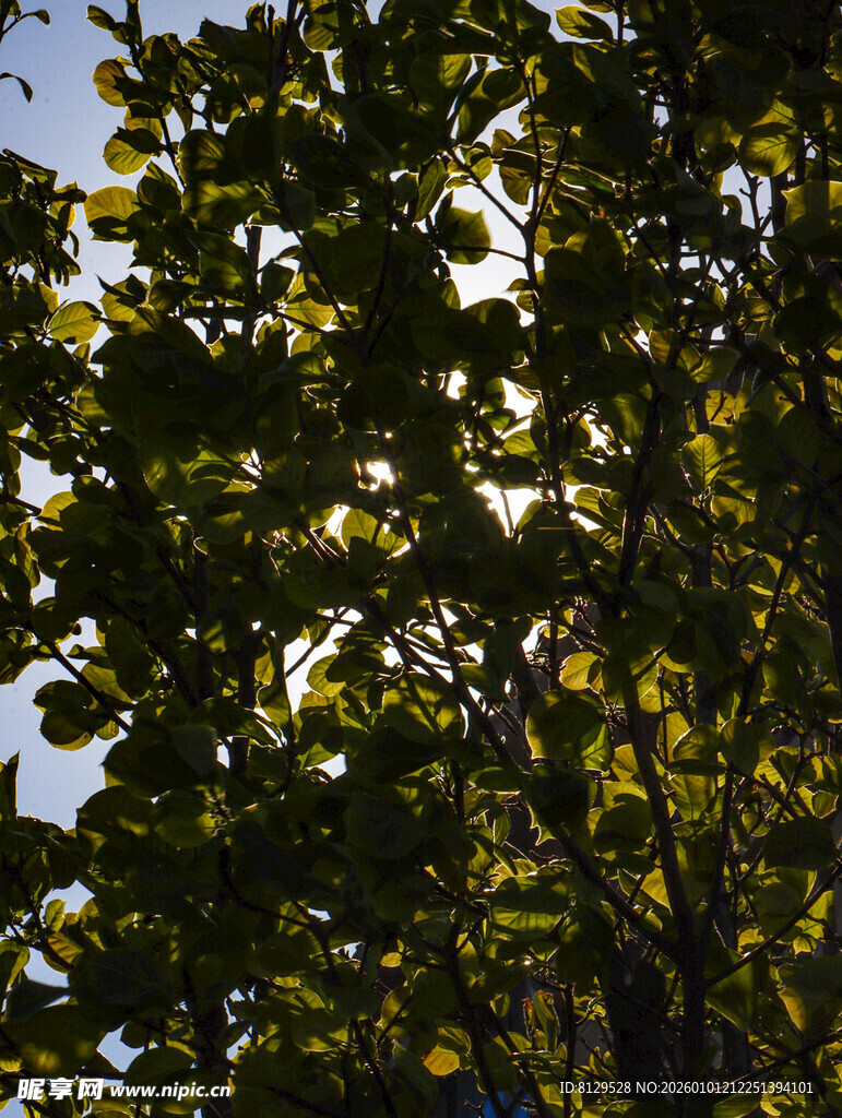 阳光下繁茂的树叶