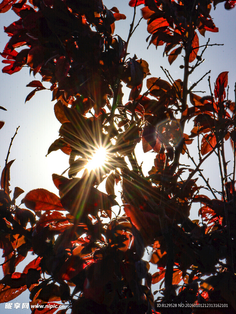 阳光穿透红叶的美丽瞬间