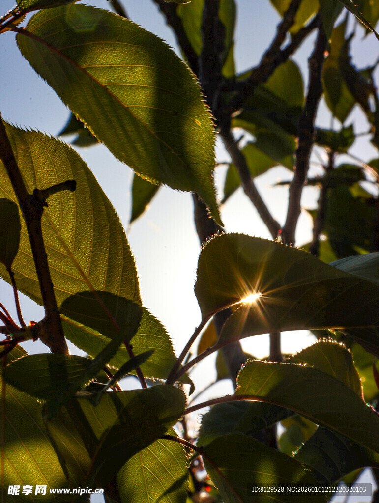 阳光穿透树叶的美好瞬间