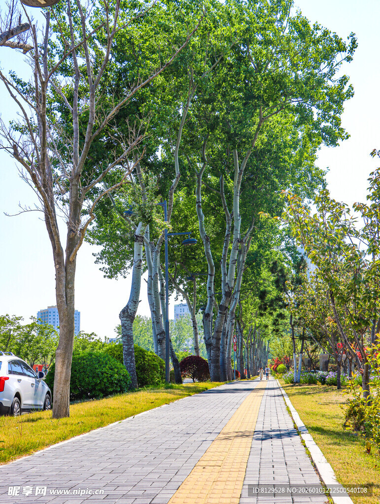 城市林荫步道景观