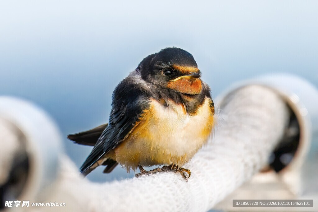 栖息于栏杆上的可爱小鸟