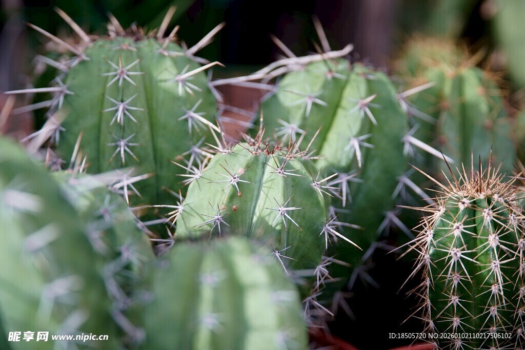 带刺的绿色仙人掌植物