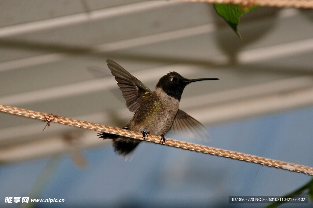 悬绳上展翅的蜂鸟