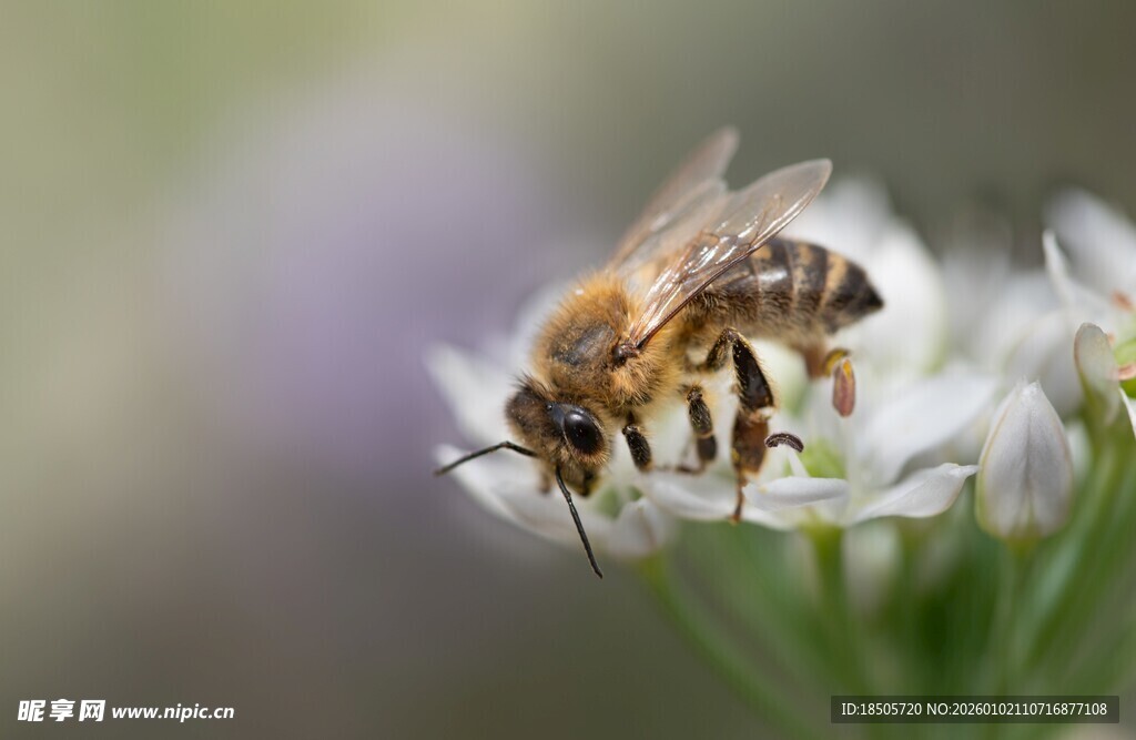 蜜蜂采蜜于白色小花间