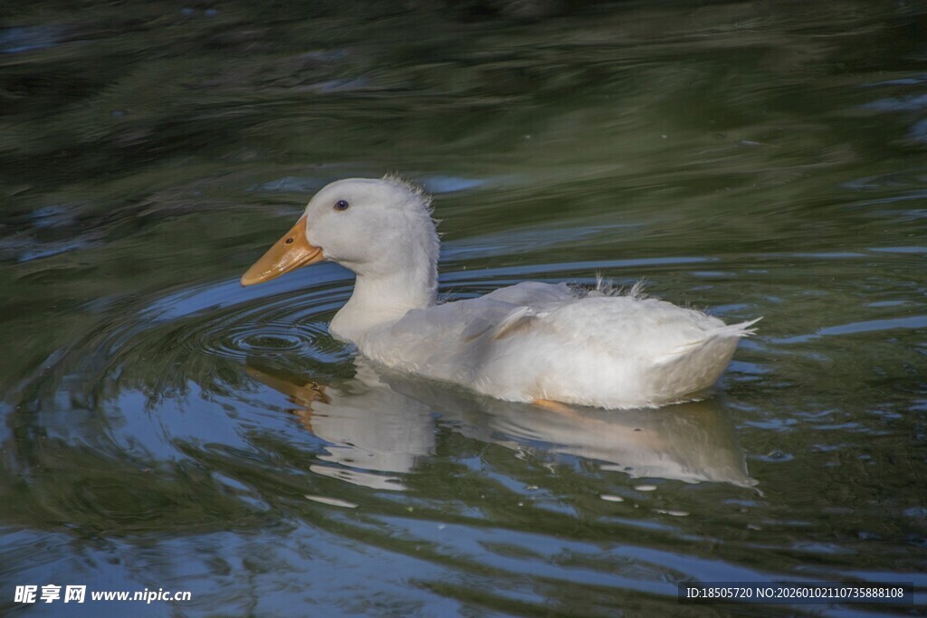 白鸭水中游