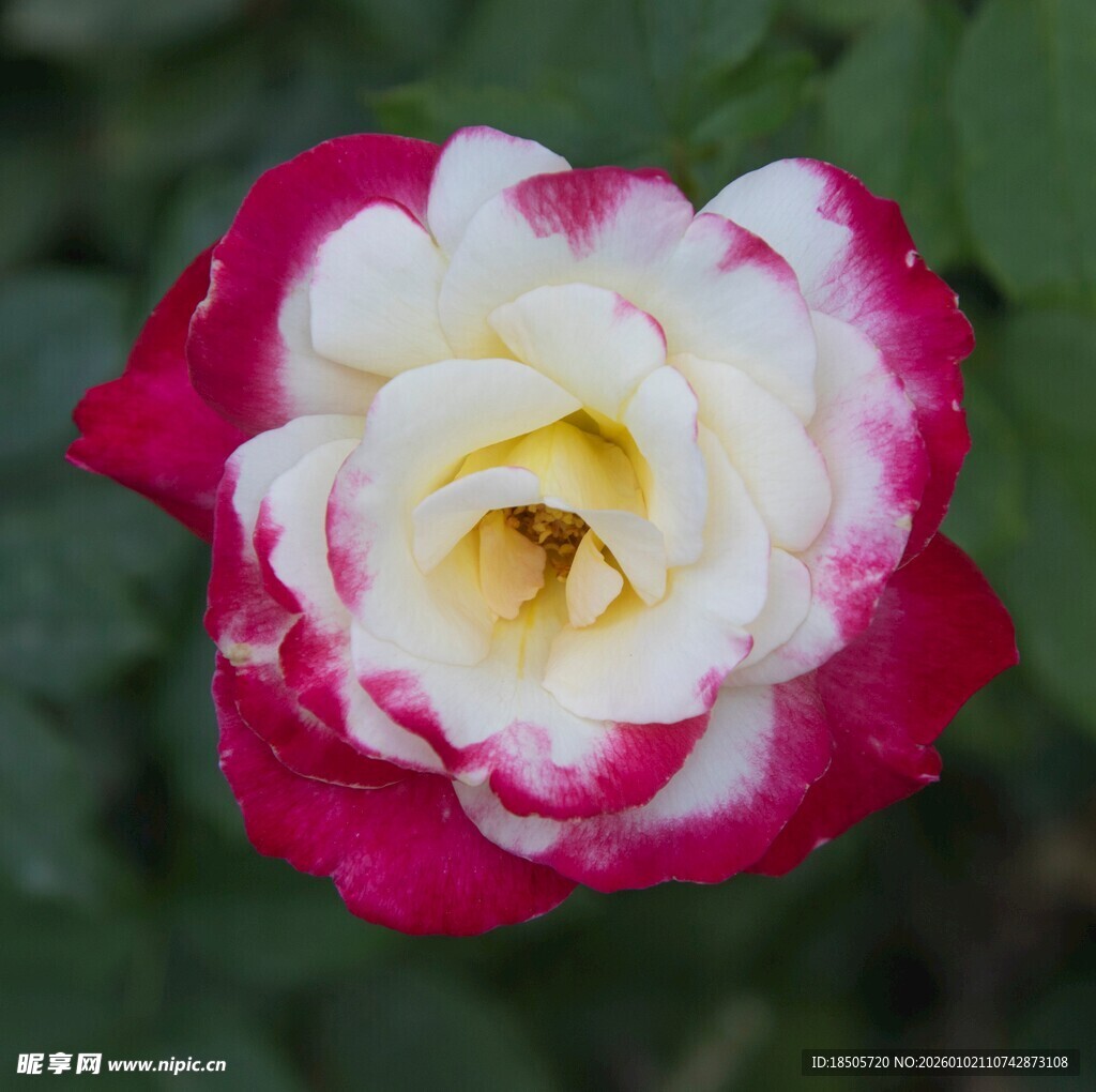 双色娇艳月季花