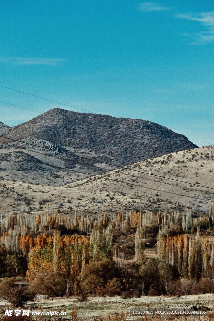  漠山丘旁的林立植被