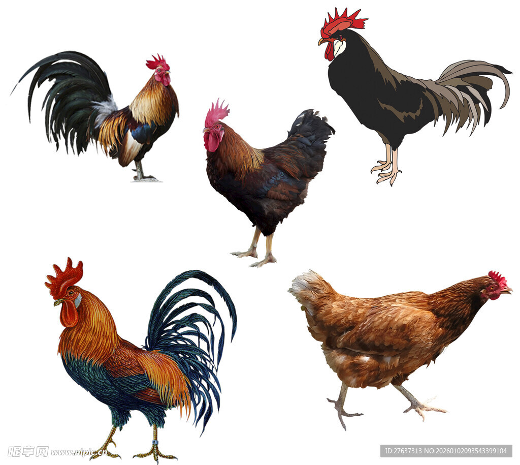 多彩公鸡集合