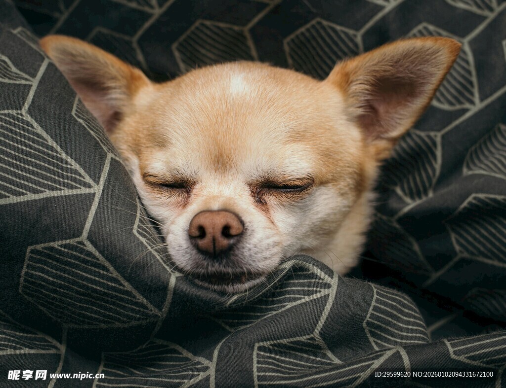 酣睡的吉娃娃小狗