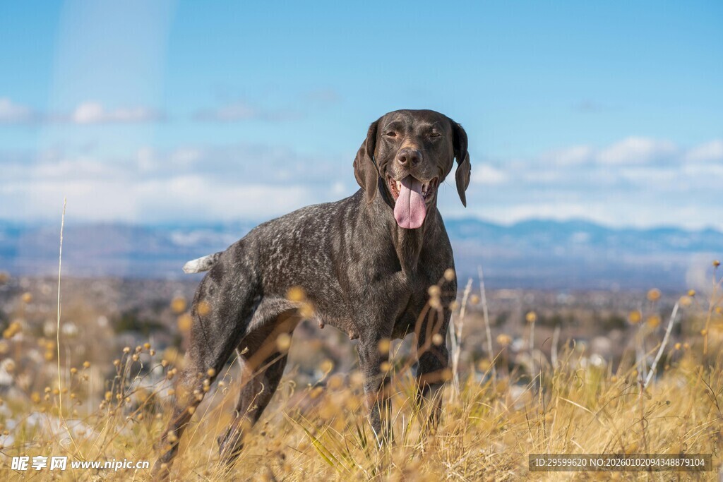 田野中的帅气猎犬