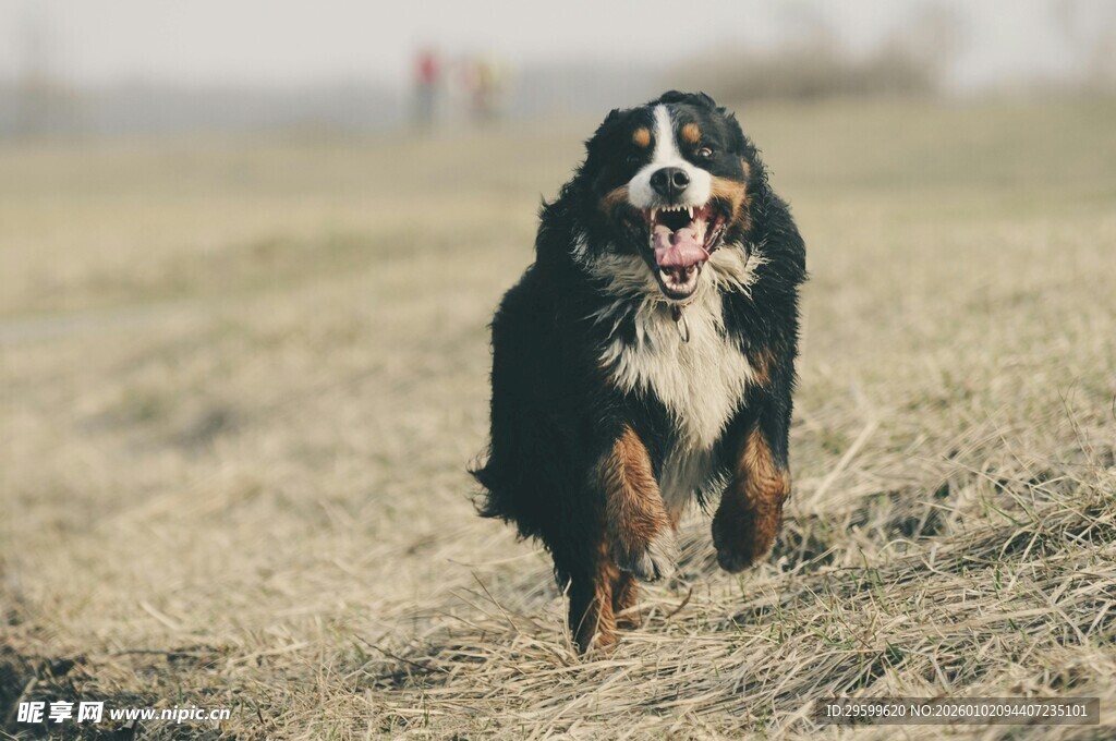 奔跑的伯恩山犬