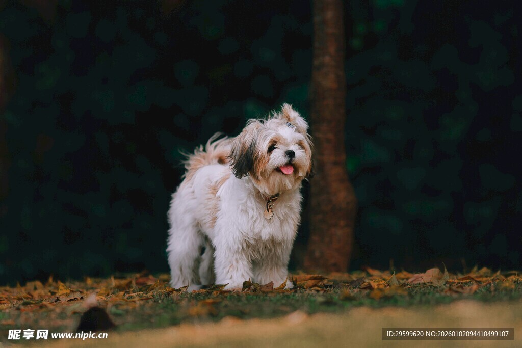 草地上的可爱白毛小狗