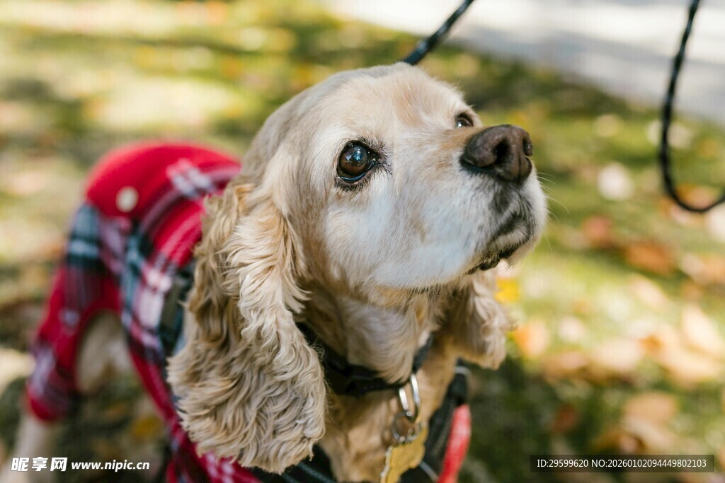 穿着格子衣的可爱狗狗