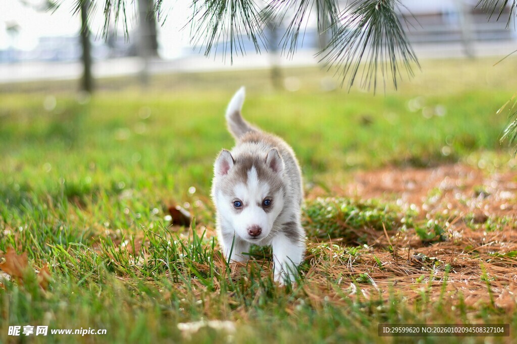 草地上奔跑的可爱小哈士奇