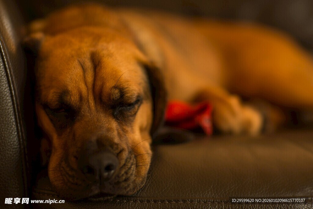 酣睡的宠物狗