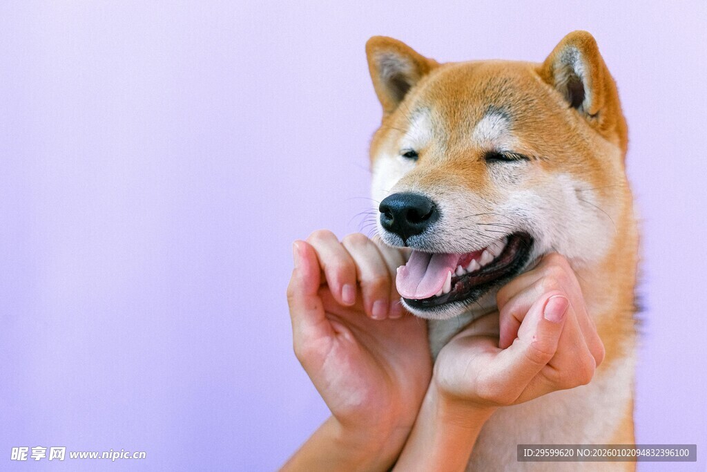 被捧脸的开心柴犬