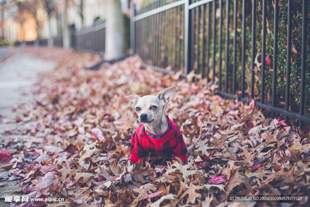穿红衣小狗置身落叶中
