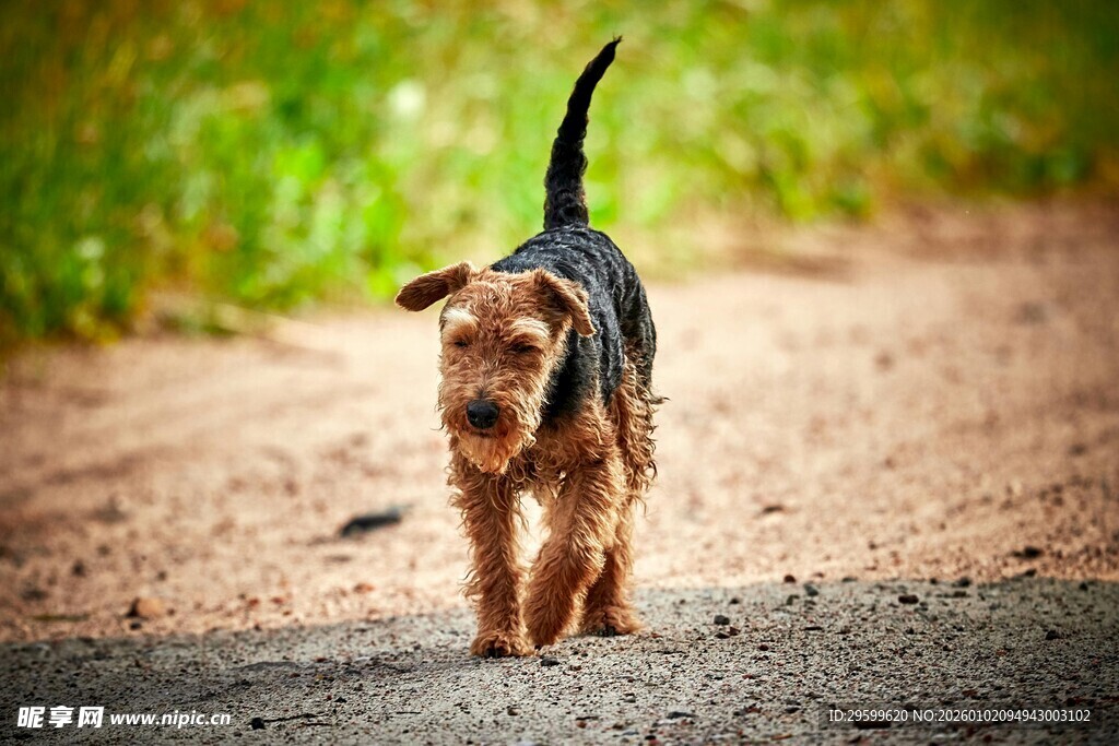 行走在路上的可爱小狗