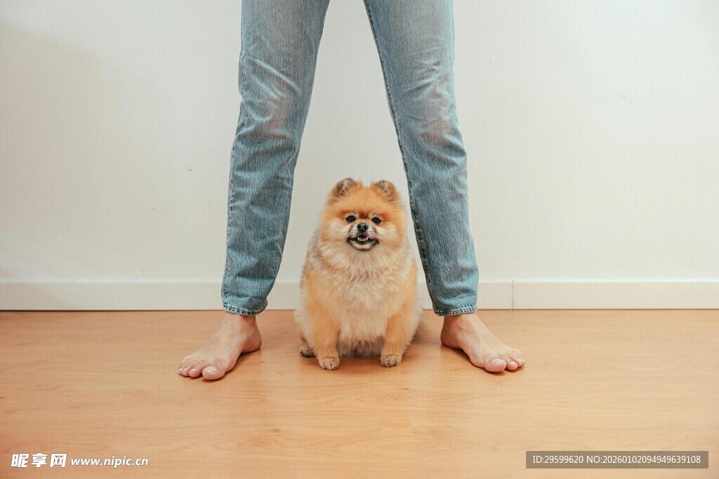 人与小狗亲密相伴瞬间