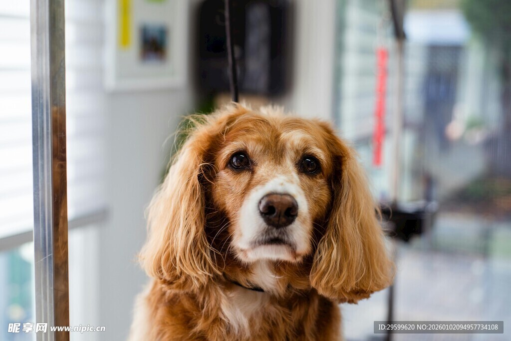窗边可爱长毛狗