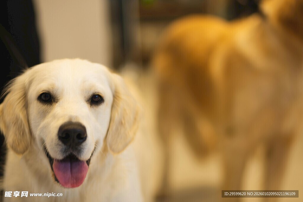 可爱金毛犬吐舌卖萌