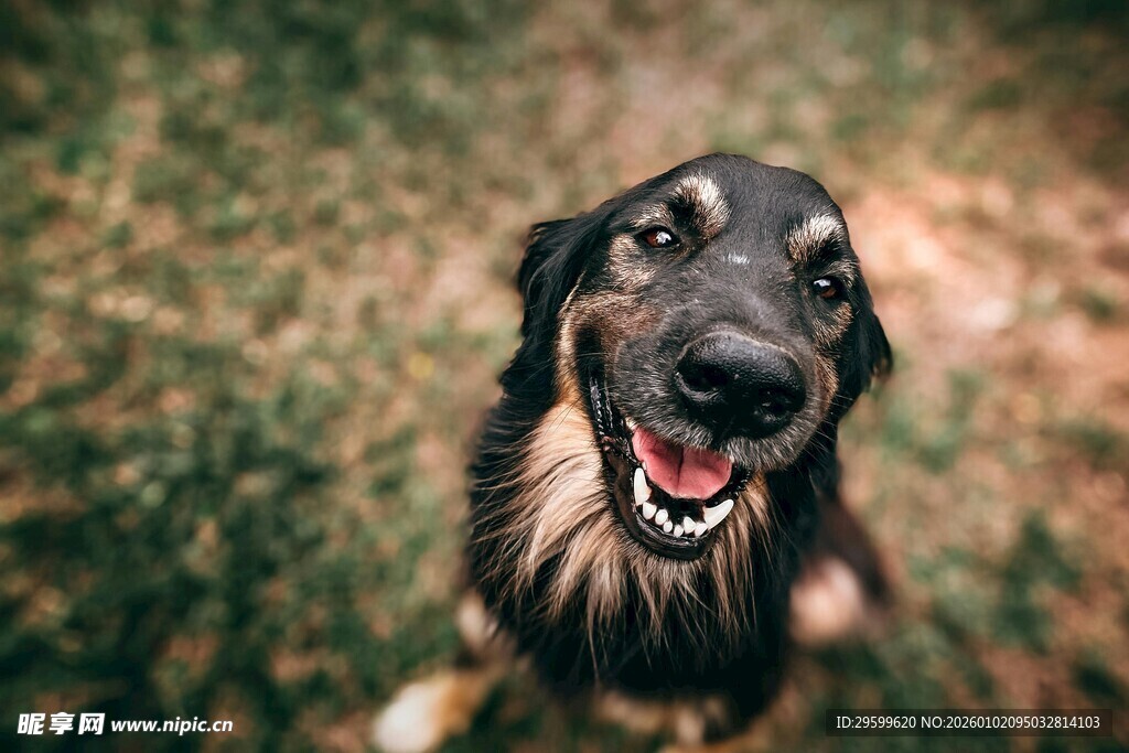 可爱狗狗草地咧嘴笑