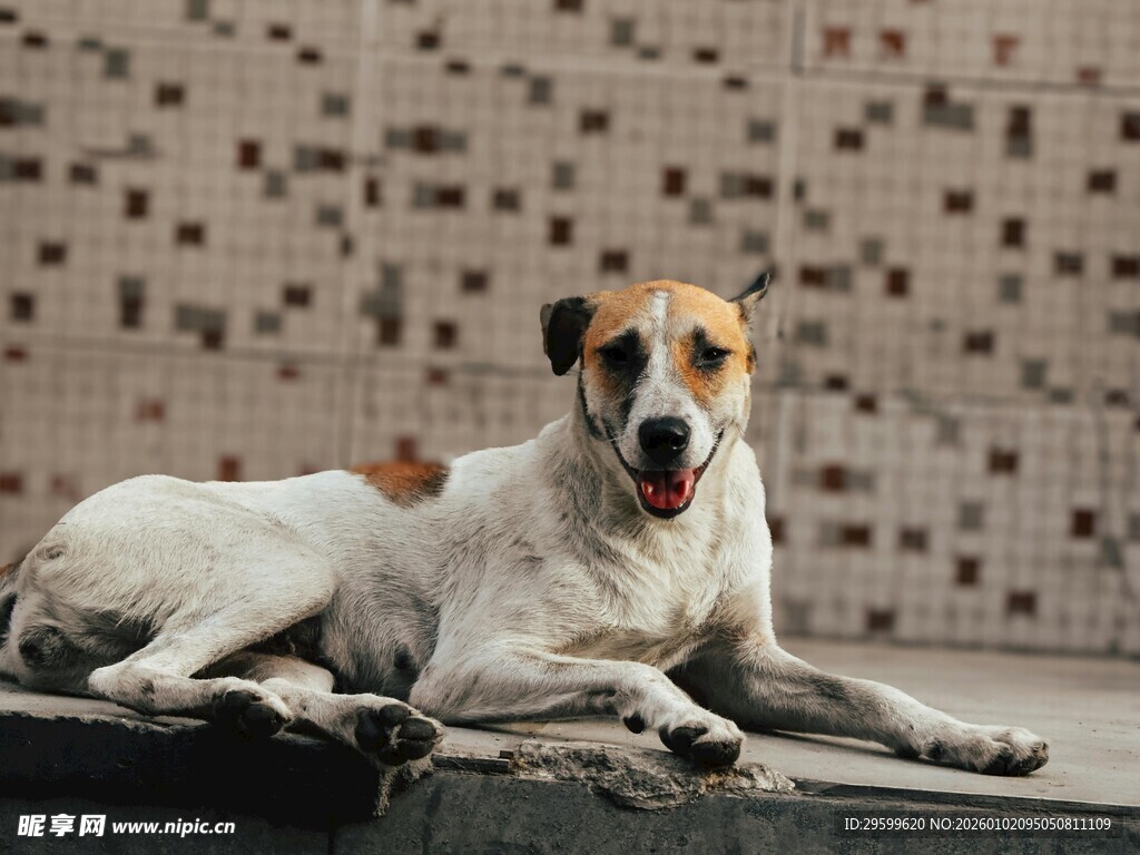 趴着的可爱三色狗狗