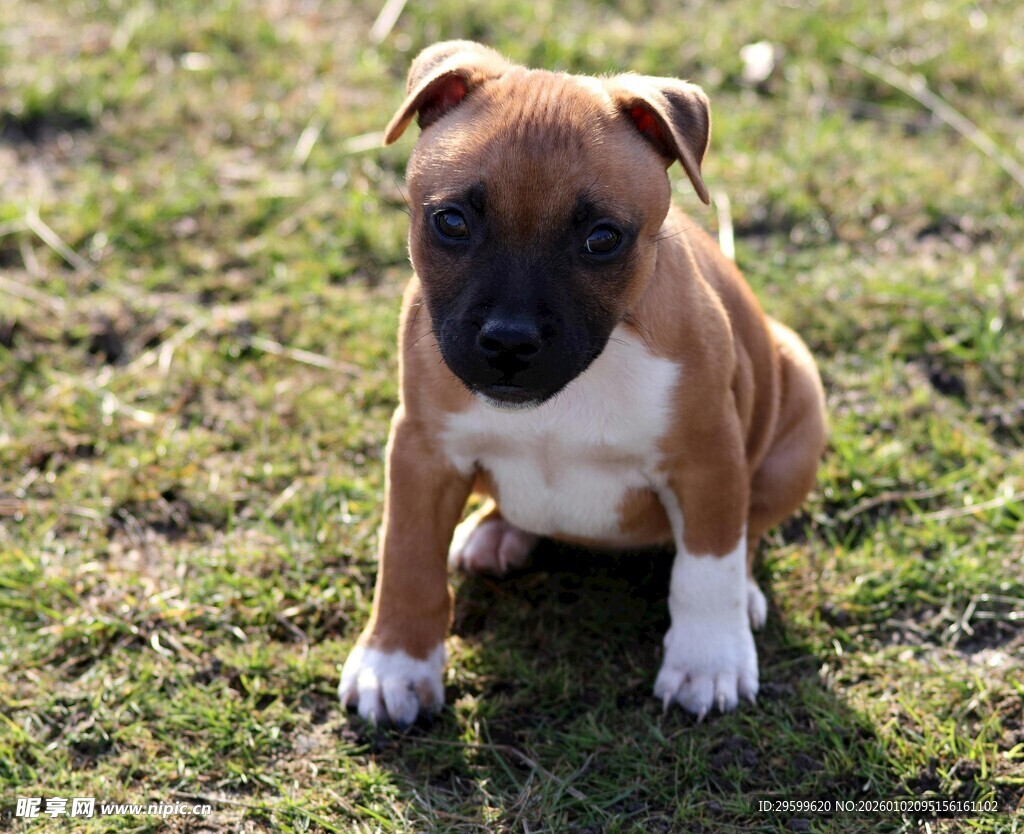 草地上的可爱小拳师犬