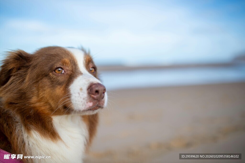 沙滩上的可爱棕白边牧