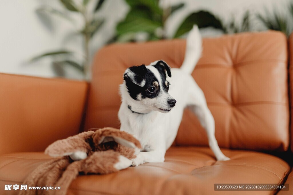 小狗在沙发上玩毛绒玩具