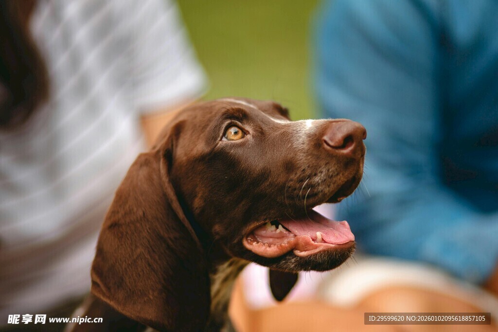 可爱棕犬仰头与人互动