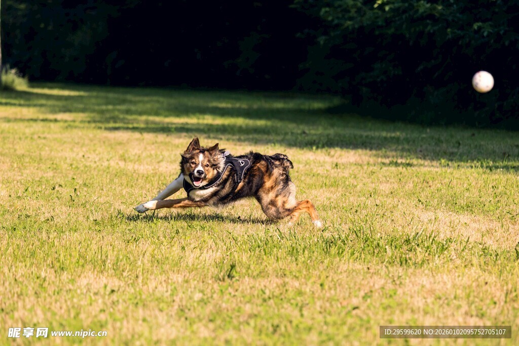 草地上休憩的虎斑猫咪