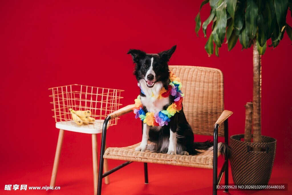 小狗端坐椅子玩彩色玩具