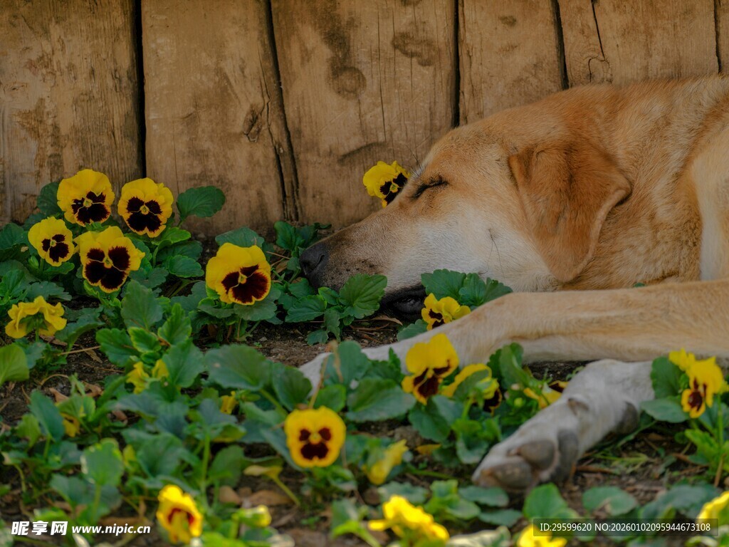 狗狗卧于花丛中休憩