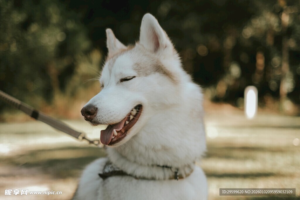 户外微笑的哈士奇