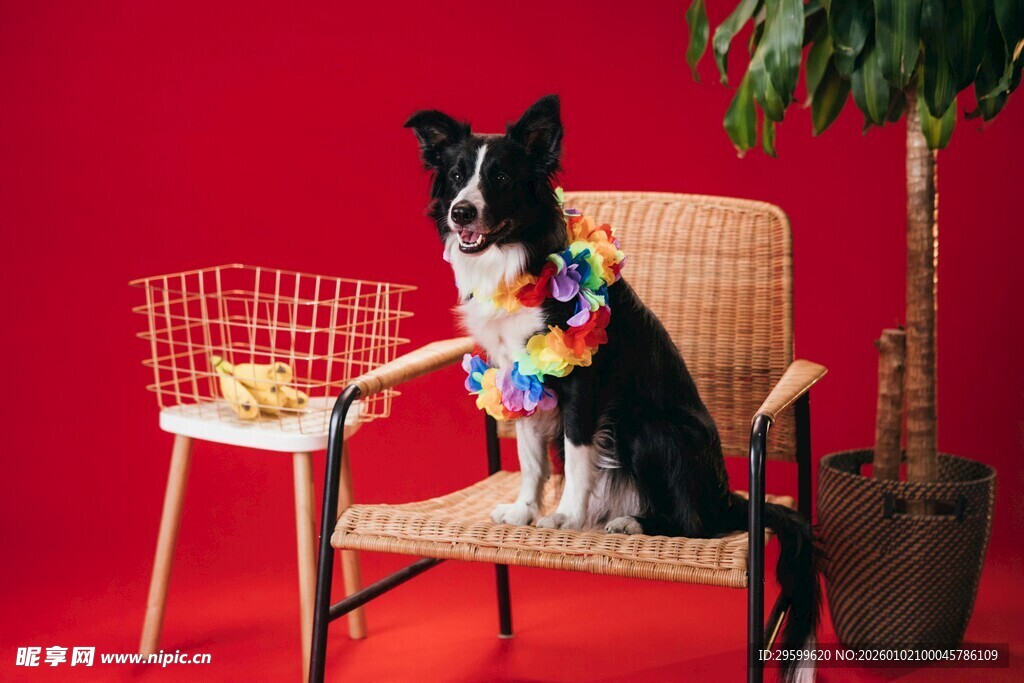 戴花环的狗狗坐于椅上