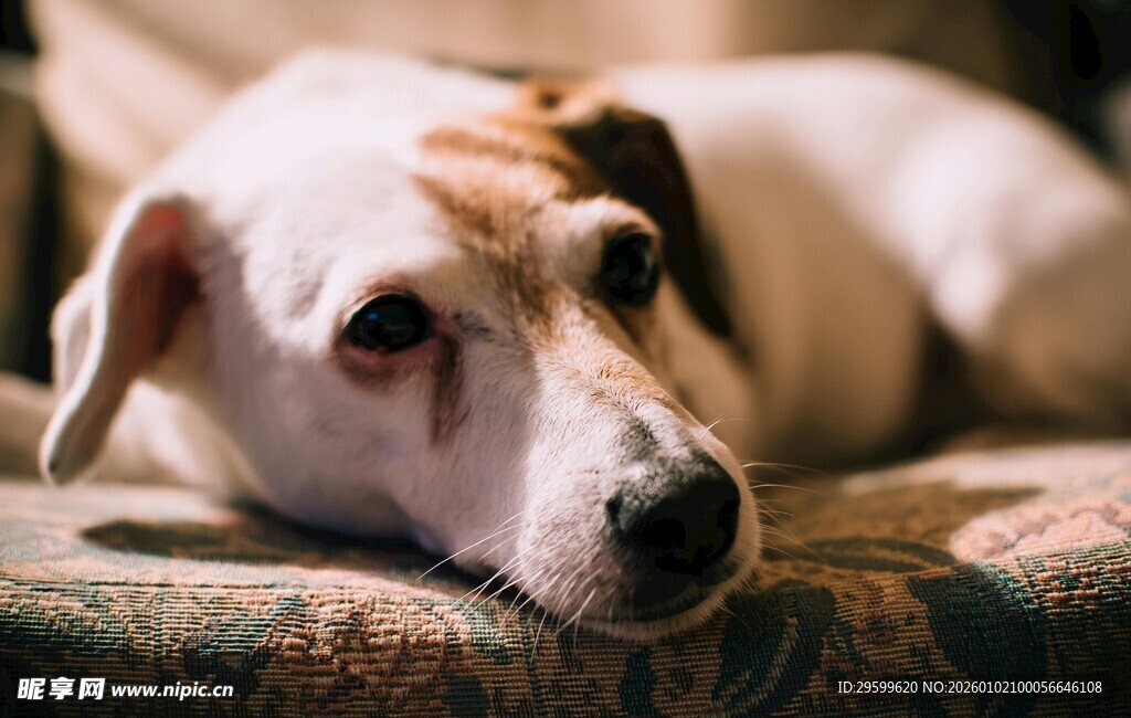 趴着休息的可爱狗狗