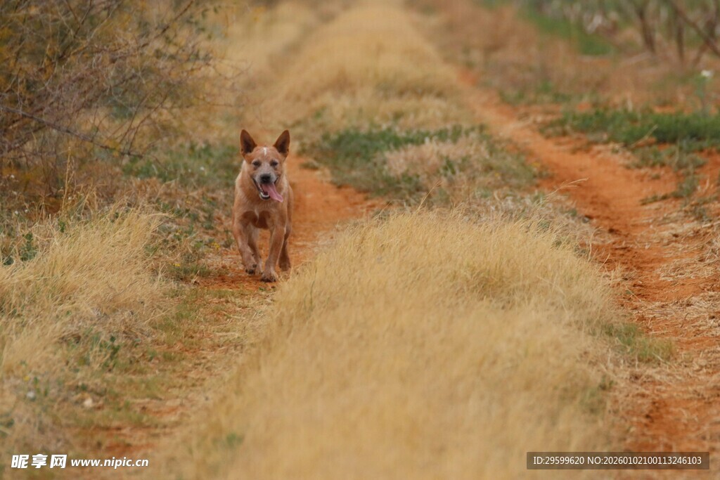独行于旷野小道的狗